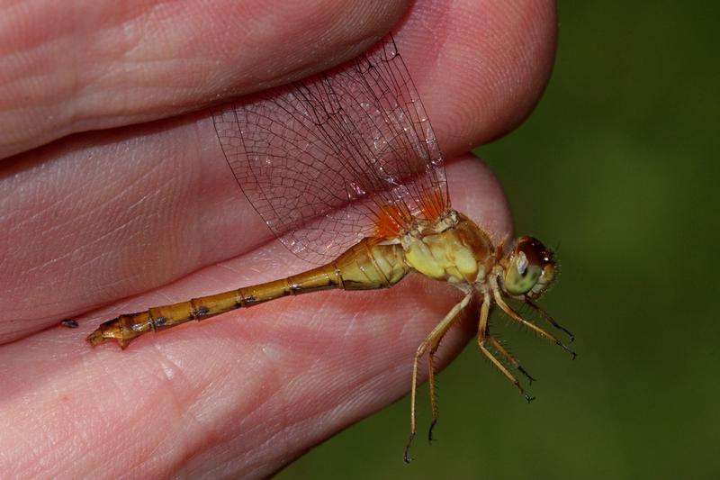 Photo of Autumn Meadowhawk