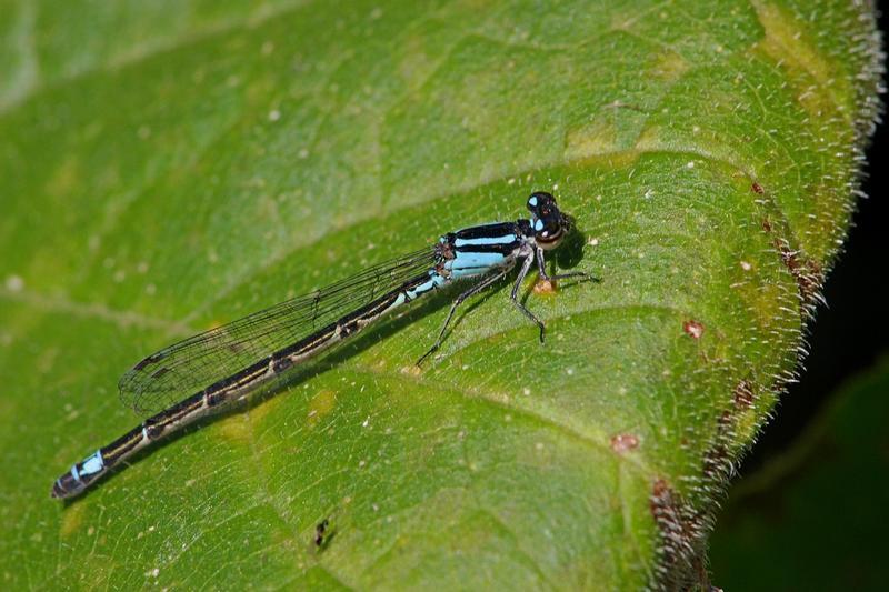 Photo of Skimming Bluet