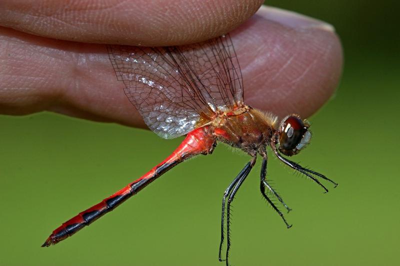 Photo of White-faced Meadowhawk