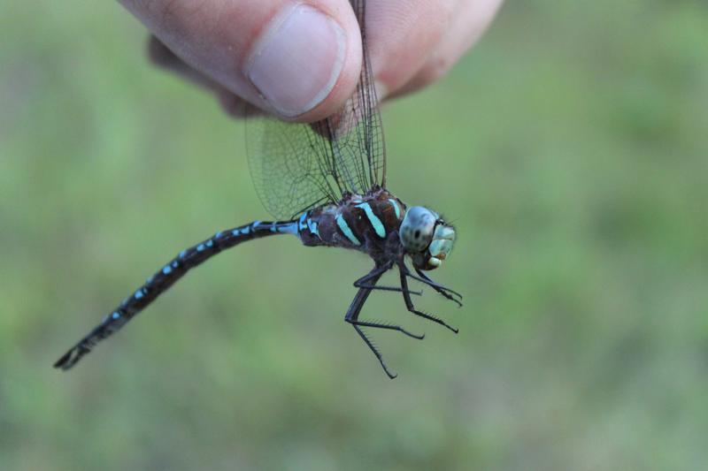 Photo of Black-tipped Darner