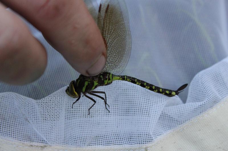 Photo of Lance-tipped Darner