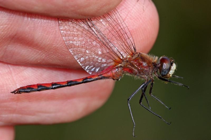 Photo of White-faced Meadowhawk