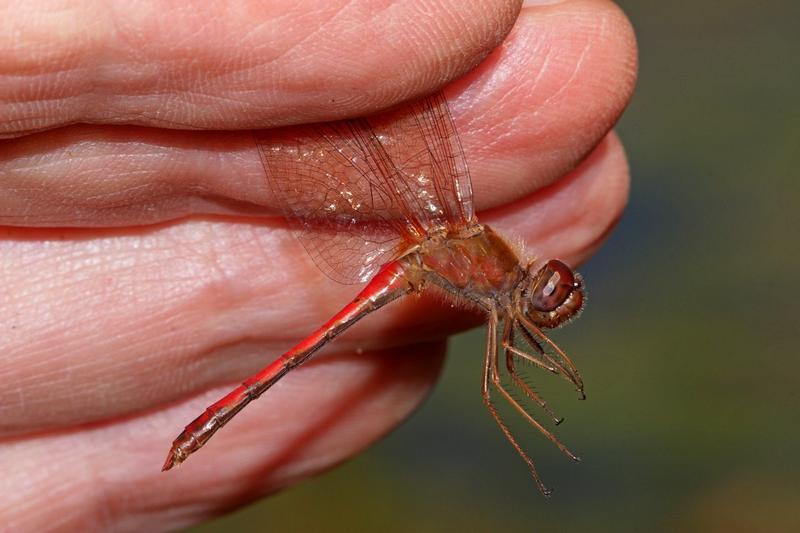 Photo of Autumn Meadowhawk