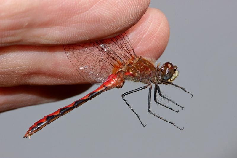Photo of White-faced Meadowhawk