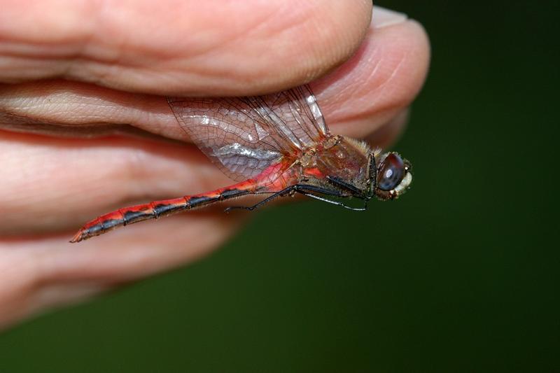 Photo of White-faced Meadowhawk