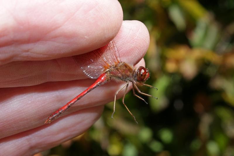 Photo of Autumn Meadowhawk