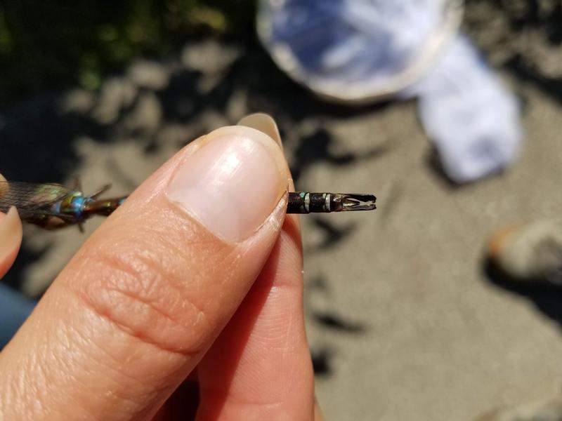 Photo of Shadow Darner