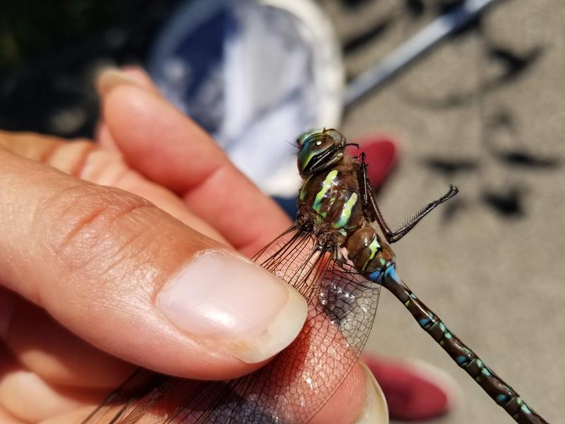 Photo of Shadow Darner