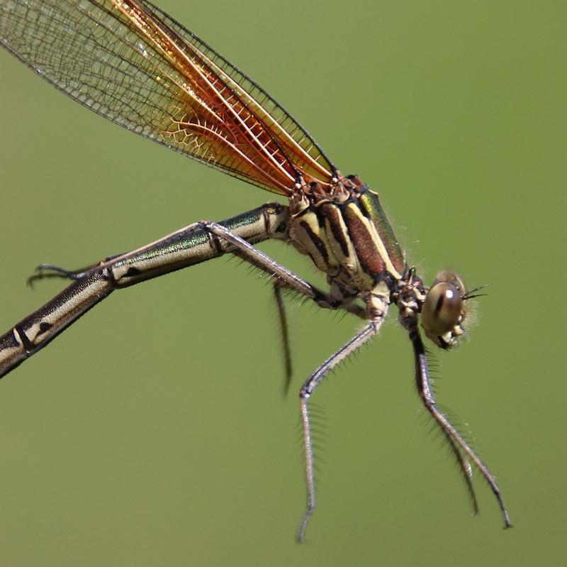 Photo of American Rubyspot