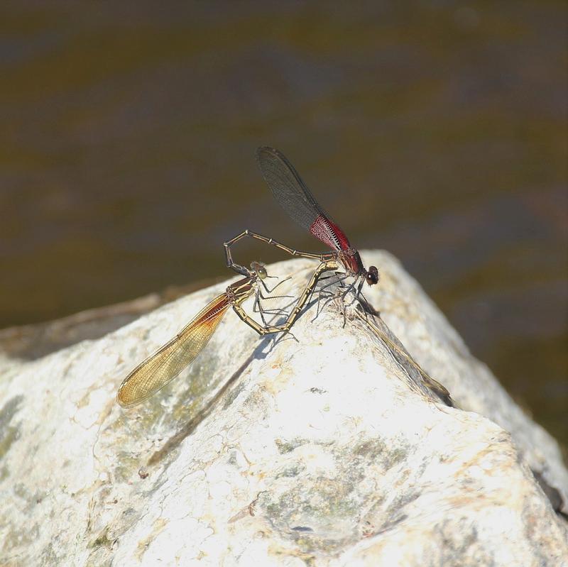 Photo of American Rubyspot