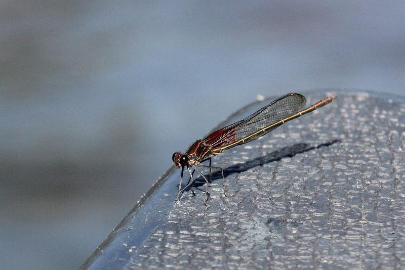 Photo of American Rubyspot