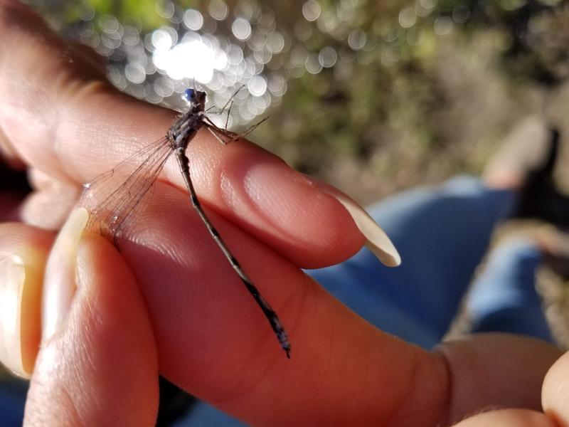 Photo of Spotted Spreadwing