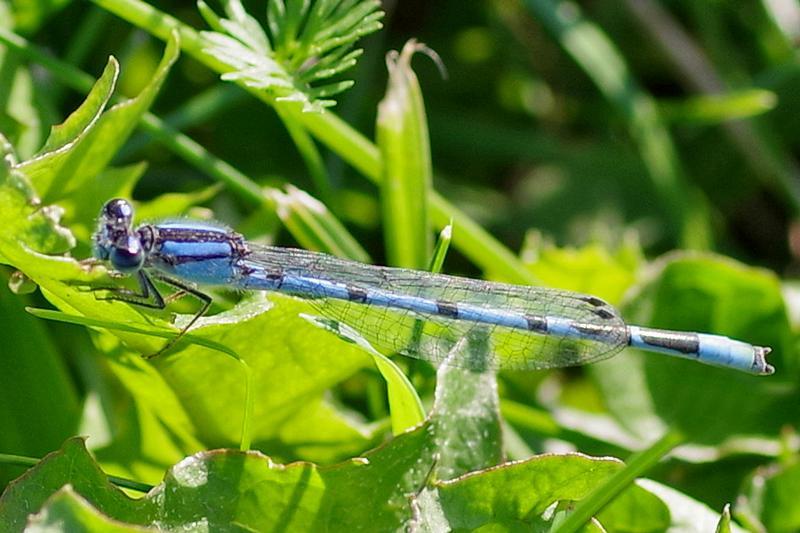 Photo of Familiar Bluet
