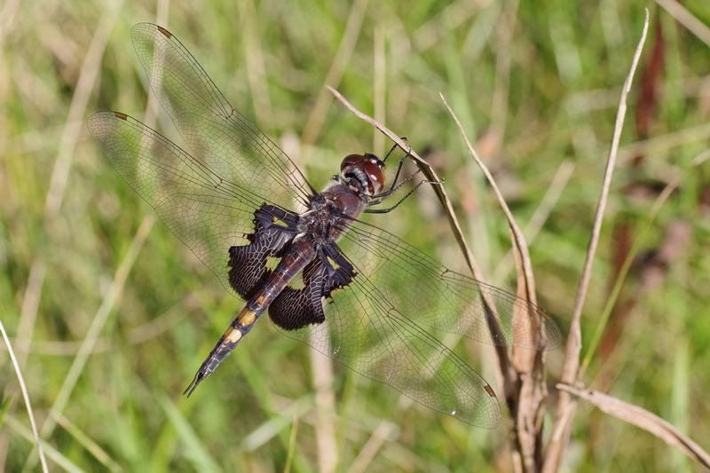 Photo of Black Saddlebags