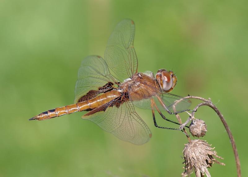 Photo of Red Saddlebags