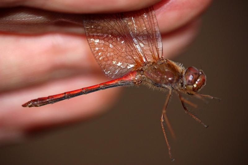 Photo of Autumn Meadowhawk