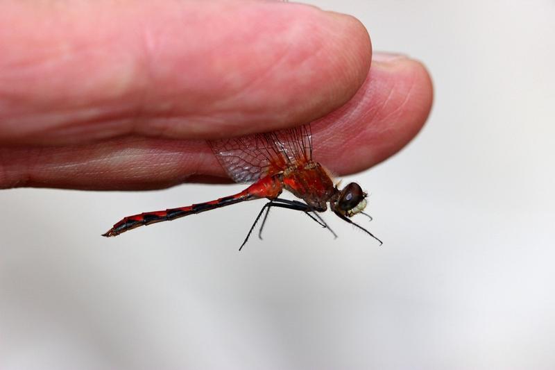 Photo of White-faced Meadowhawk