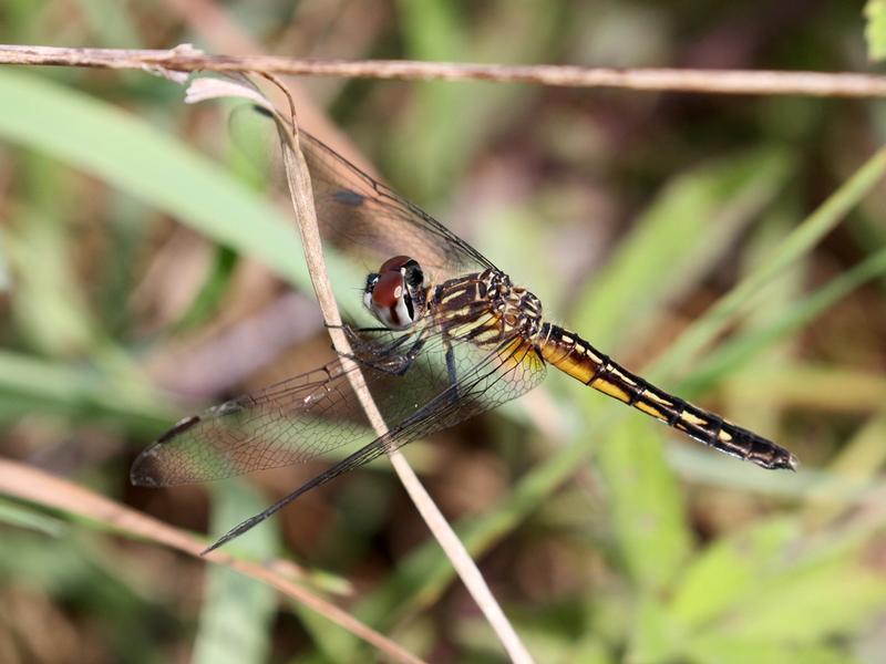 Photo of Blue Dasher
