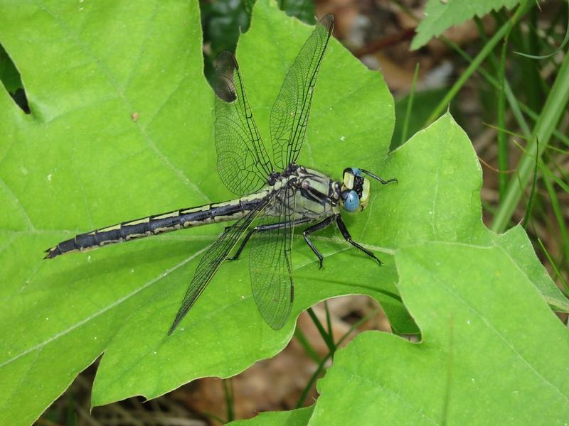 Photo of Horned Clubtail