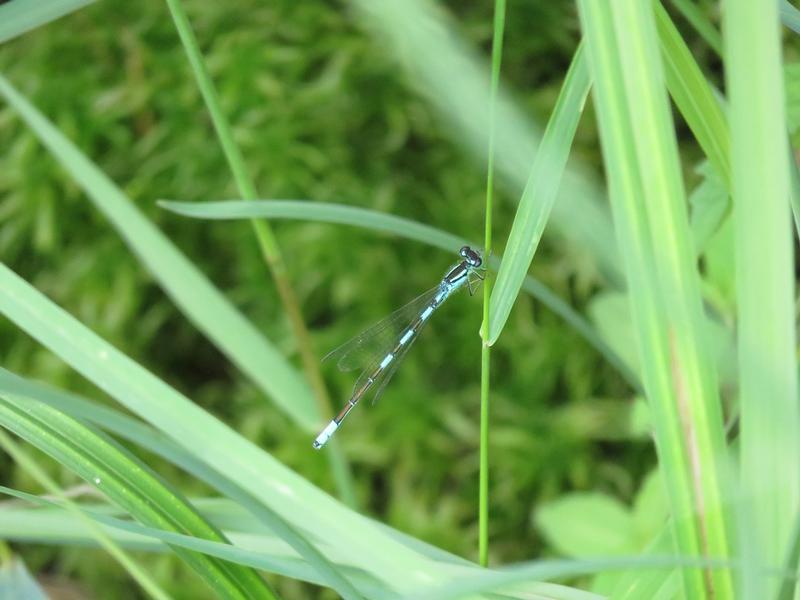 Photo of Taiga Bluet