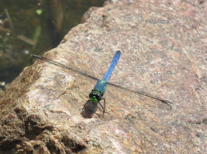 Photo of Eastern Pondhawk