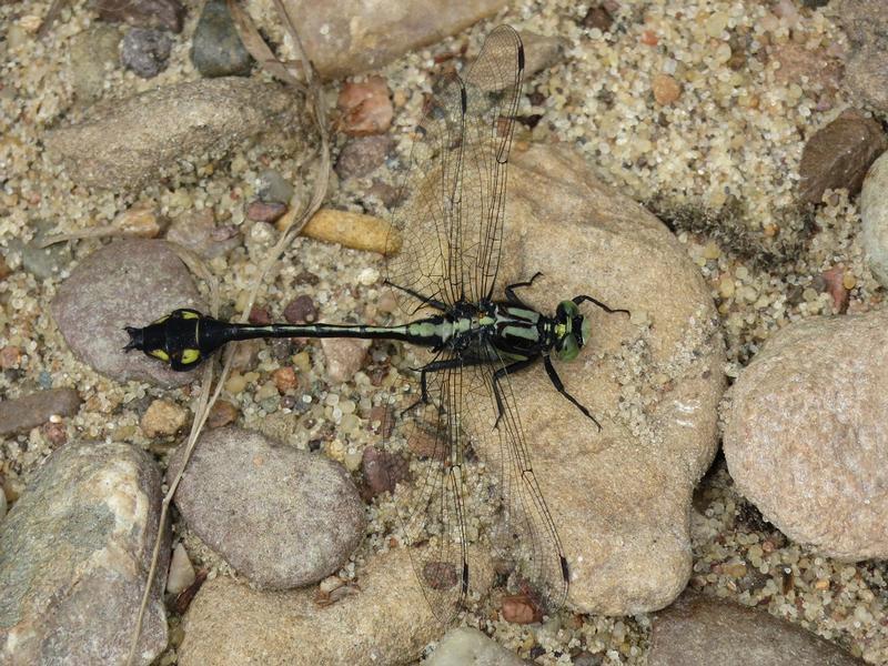 Photo of Skillet Clubtail