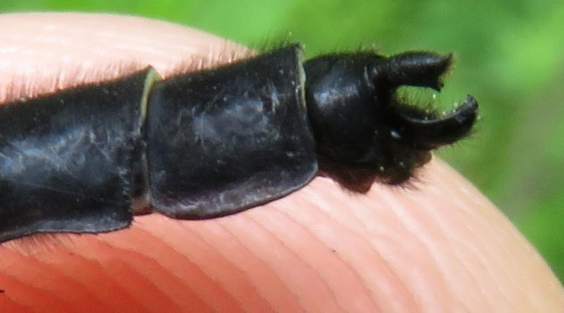 Photo of Mustached Clubtail