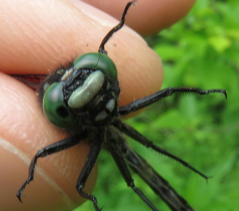 Photo of Mustached Clubtail