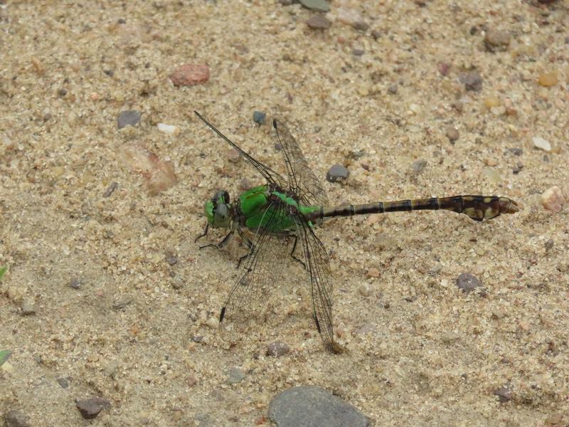 Photo of Rusty Snaketail