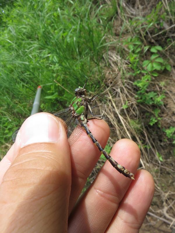 Photo of Sioux Snaketail