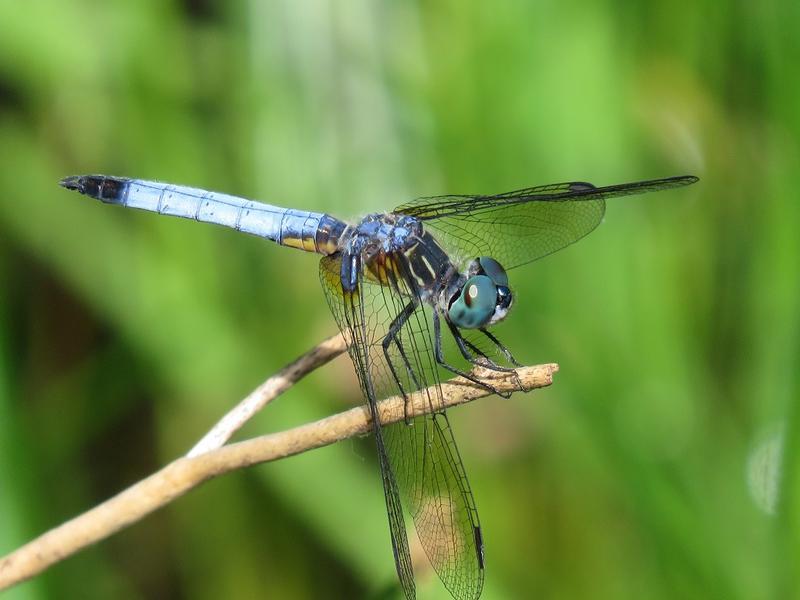 Photo of Blue Dasher