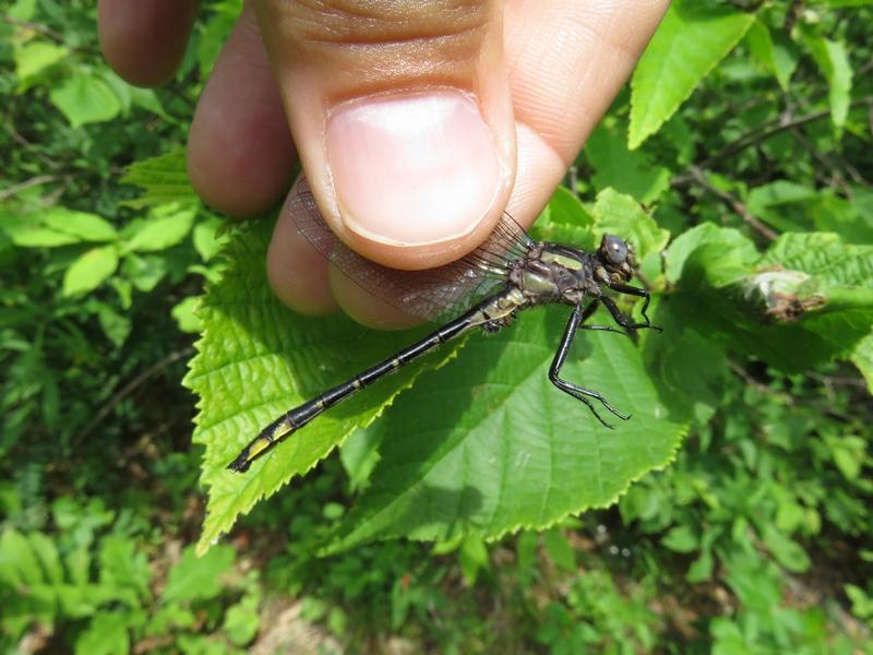 Photo of Rapids Clubtail