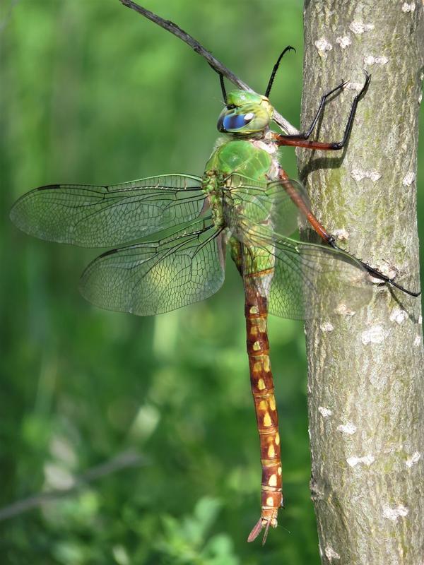 Photo of Comet Darner