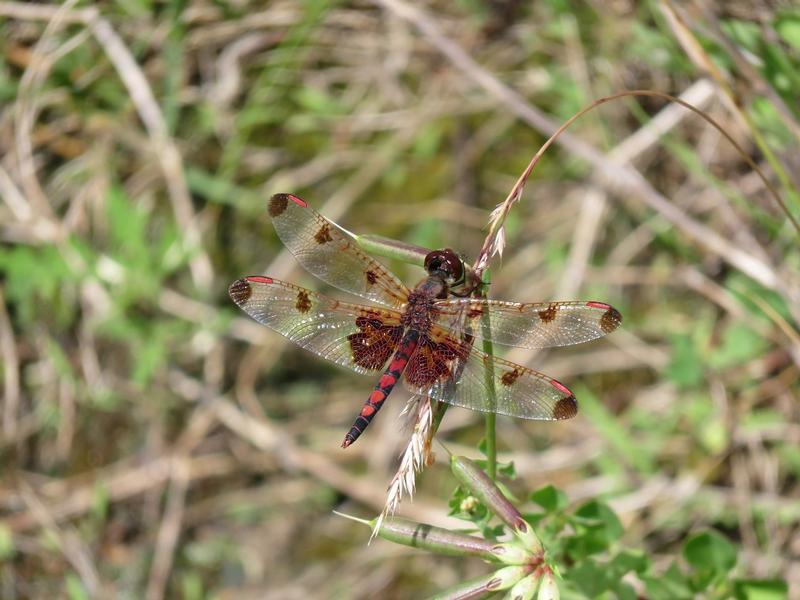 Photo of Calico Pennant