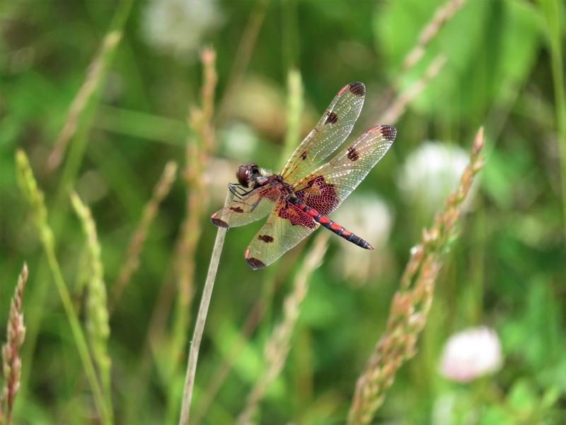Photo of Calico Pennant