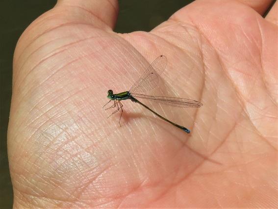 Photo of Sedge Sprite