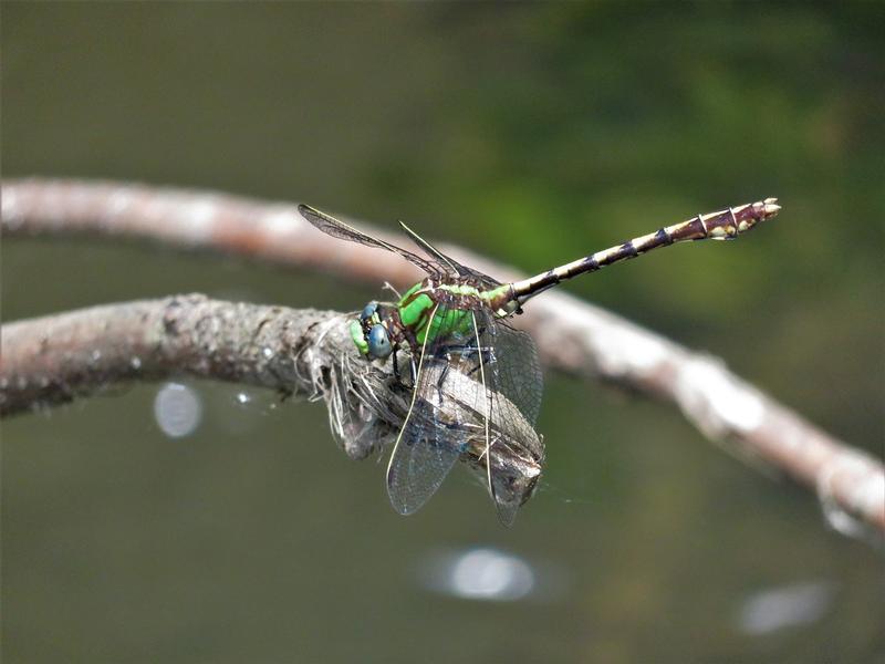 Photo of Sioux Snaketail