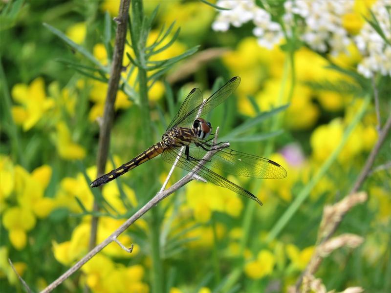 Photo of Blue Dasher