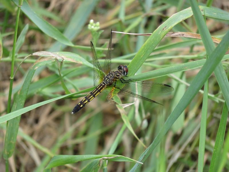 Photo of Blue Dasher
