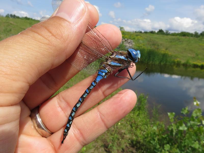 Photo of Blue-eyed Darner