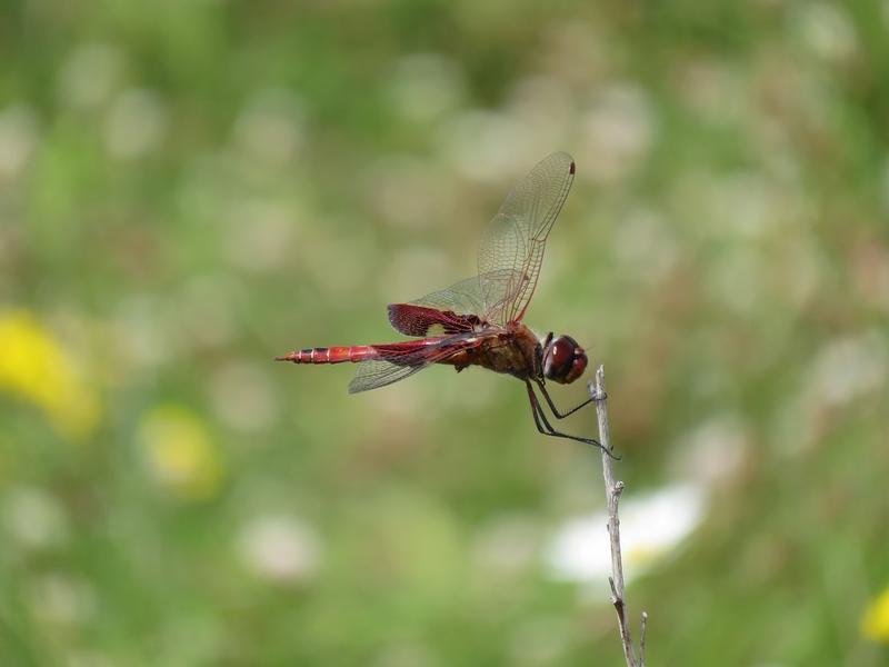 Photo of Red Saddlebags