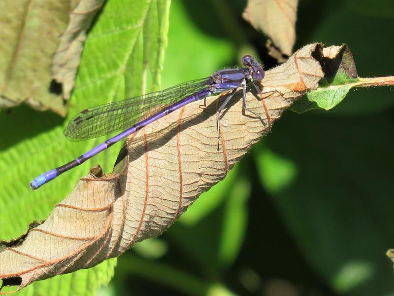 Photo of Variable Dancer (Violet Dancer ssp.)