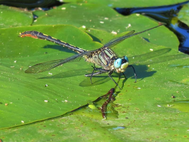 Photo of Lilypad Clubtail