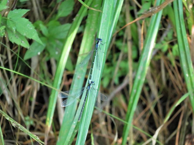 Photo of Aurora Damsel