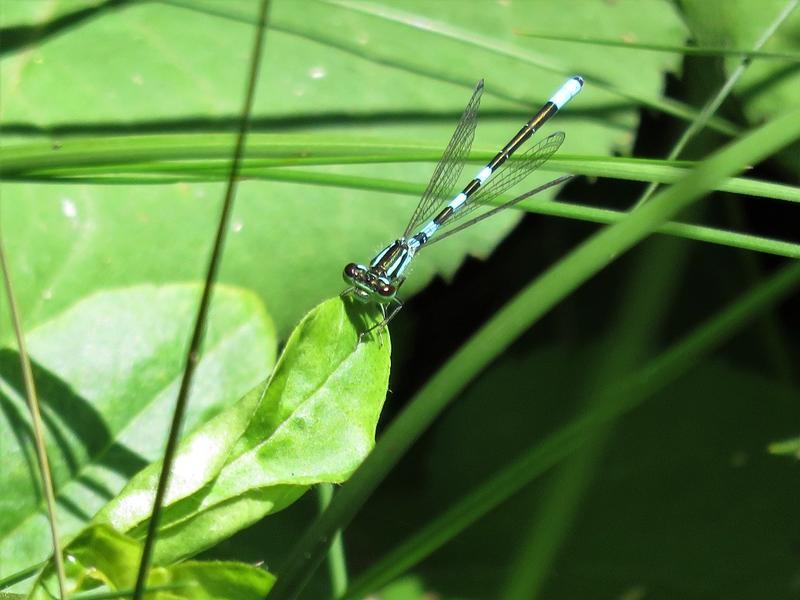 Photo of Taiga Bluet