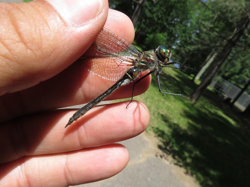 Photo of American Emerald