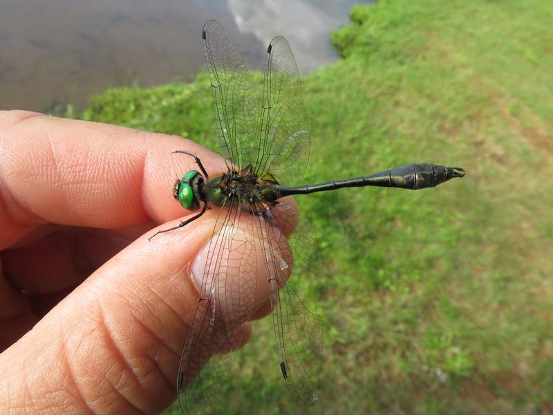 Photo of Racket-tailed Emerald