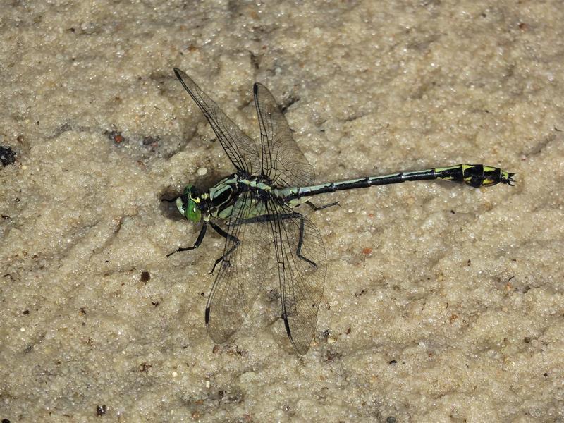 Photo of Black-shouldered Spinyleg