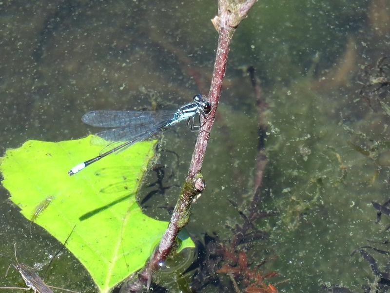 Photo of Skimming Bluet