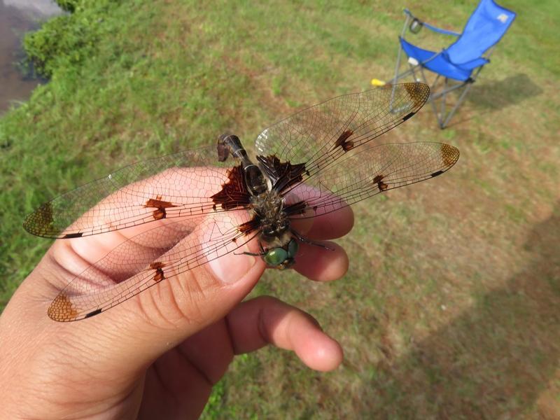 Photo of Prince Baskettail